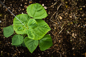 bean plant top view with compost soil background