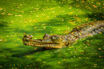 The gharial (Gavialis gangeticus), also known as the gavial or the fish-eating crocodile, Living At...