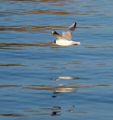 One of the very numerous black-headed gulls breeding on the shores of the Upper Zurich Lake (Obersee), Switzerland