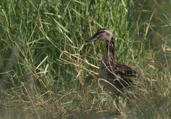 Garganey in the grasses of Asker marsh, Bahrain