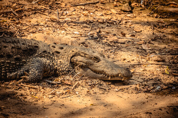 Mugger Or Marsh Crocodile Living At The Madras Crocodile Bank Trust and Centre for Herpetology, ECR Chennai, Tamilnadu, South India