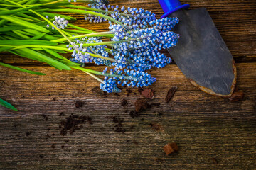 hyacinth and shovel