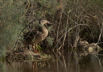 Garganey duck at Asker marsh, Bahrain