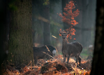 Jeleń sika © Sporywildlife
