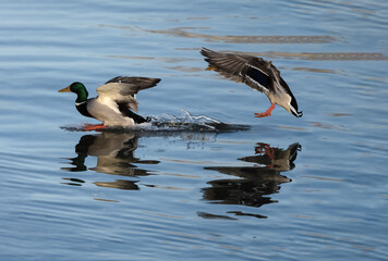 Obraz premium Mallard ducks landing on the waters of the Upper Zurich Lake (Obersee) near Rapperswil, St. Gallen, Switzerland