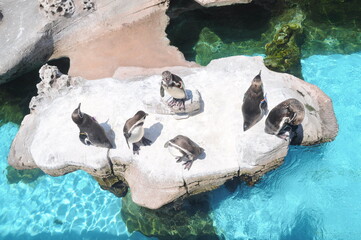 Gentoo penguins stand on a rock.