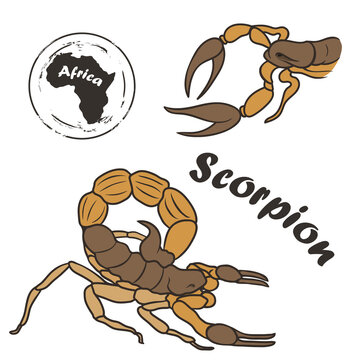 African wild animal scorpion vector image isolated on white background. Scorpio in full growth and profile head, color design. Poisonous scorpion living in the desert sands.