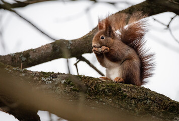 squirrel  © Sporywildlife