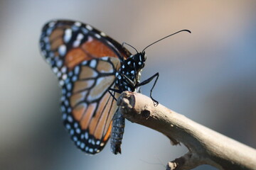 Fototapeta na wymiar butterfly