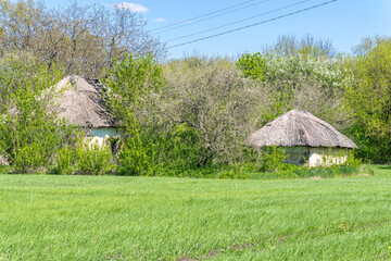 Fototapeta na wymiar Abandoned farmhouses and a wheat-sown field. Spring rural landscape