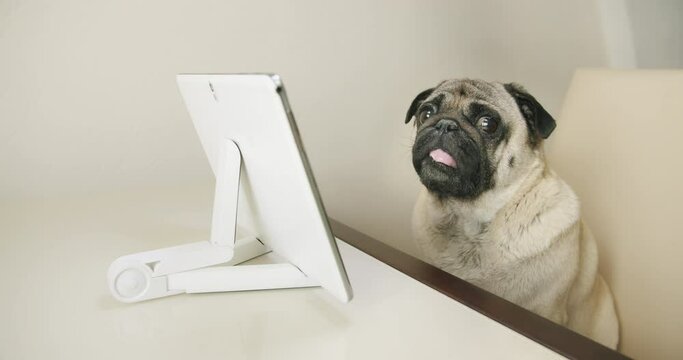 Cute pug dog watching interesting  media, show with tablet device at home. Sitting at the table. Interactive, engage, involve content. Want to touch the touchscreen by paw. Funny dog and media concept