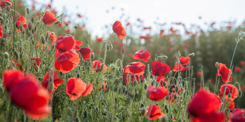 Beautiful red poppies in a green grass. Banner of red flowers. Poppies field