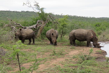 White rhino at waterhole