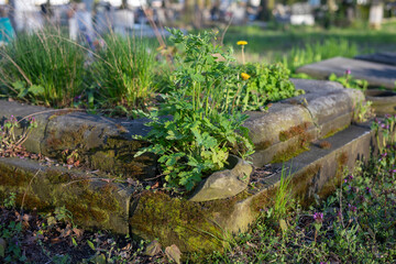 old abandoned graves overgrown with weeds and mosses, resting place, cemetery