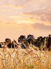 golden ears of grain in the field in summer time