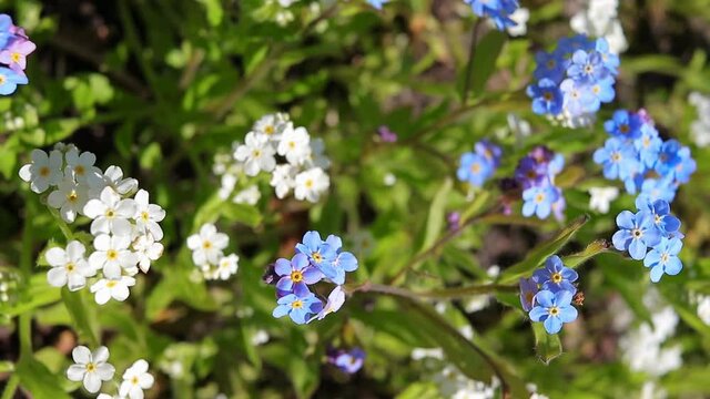 phlox subulata white and blue in a close-up view from above swaying in the wind