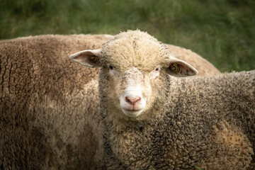 Closeup of a sheep on a field near Bollingen, St, Gallen, Switzerland