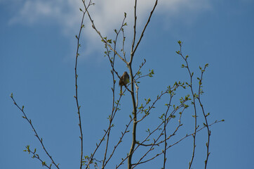 A Song Sparrow in a Tree