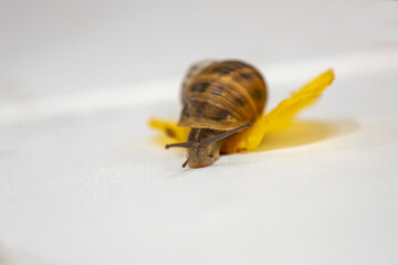 Snail walking on a potato chip