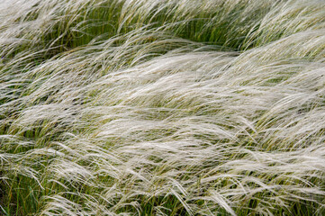 stalks of young feather grass on a sunny day in the steppe, countryside.