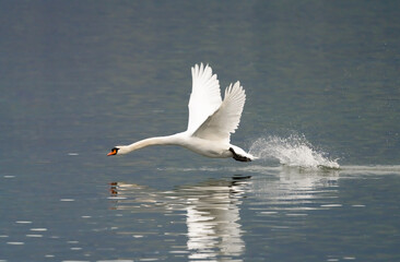Fototapeta na wymiar A swan taking off on the waters of the Upper Zurich Lake (Obersee) near Rapperswil-Jona, St. Gallen, Switzerland