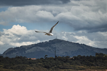 Gaviota volando