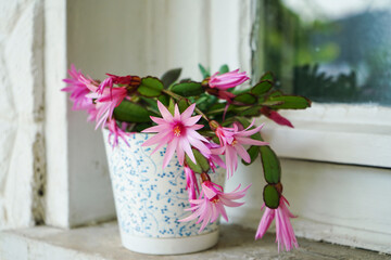 Fuchsia flowered Christmas cactus bloomed on a window sill.