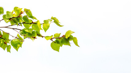 green leaves isolated on white background