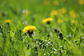 Blooming dandelion flowers in green grass. Spring meadow in sunlight