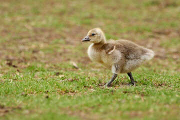Wild fluffy Canada goose gosling (Branta canadensis) walking in the grass on a beautiful spring day.