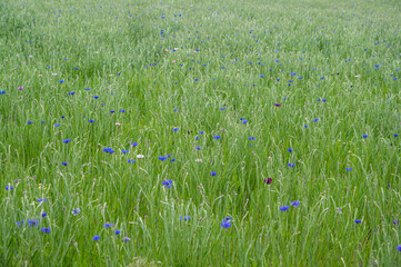 一面のヤグルマギクの草原