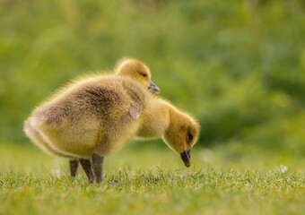 Obraz premium baby country goose