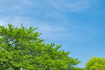 Obraz premium 拾ヶ堰の新緑 桜の新緑