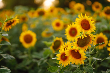 Sunflower in full bloom. Beautiful sunflower field at sunset.