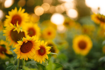 Sunflower in full bloom. Beautiful sunflower field at sunset.