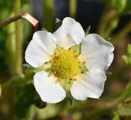 Common strawberry flower (Fragaria vesca). Planting in a garden in a sunny area. Munilla, La Rioja, Spain.