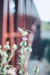 butterfly on a branch