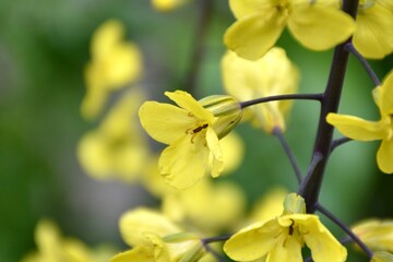 Yellow cabbage flower (Brassica oleracea). Flowering in the garden during the spring. Munilla, La...