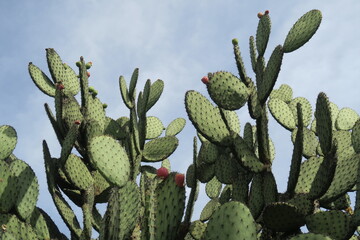 Green nopal cactus in mexico, plants in the desert, ripe red nopal tuna fruits, huge cactus with spines and blue sky