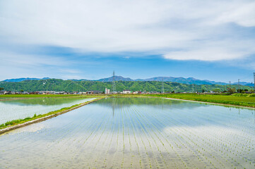 春の安曇野　田植え後の田園風景