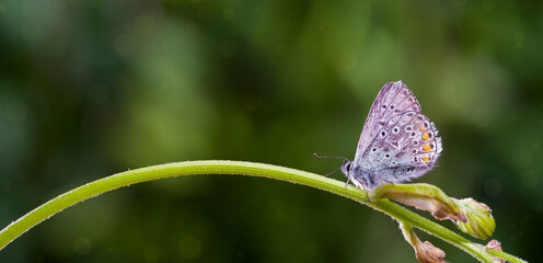 Colorful butterfly on green branch