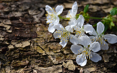 Cherry flowers on old wood background.Tree bark texture with spring blossom.Springtime concept with...