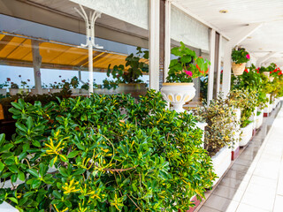 Sochi, Russia, April 13, 2021. Picturesque tropical races on the waterfront