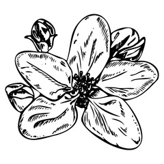 Cherry or Apple Blossom flower in a vector style isolated. Trendy sketch. Flower Illustration
