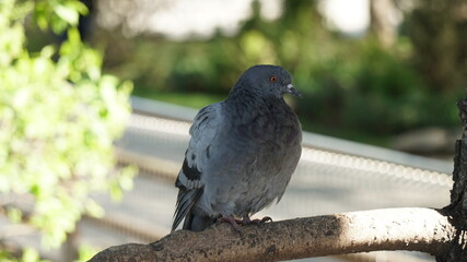 pigeon in the park