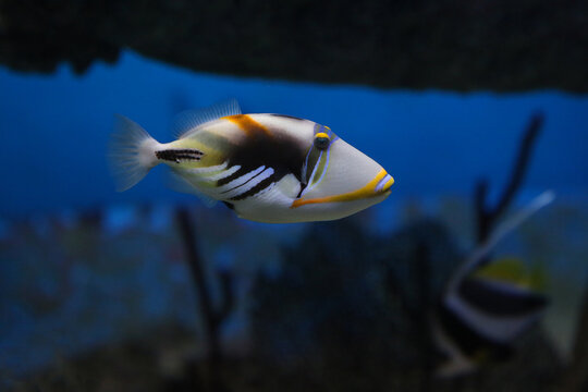 Lagoon triggerfish (Rhinecanthus aculeatus), also known as the Picasso triggerfish.