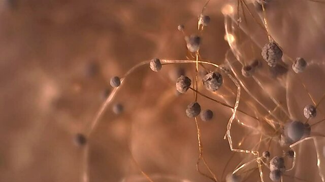 Microscope Mold Sporangium and Sporangiospore 1100x Lighting Biology Fungi