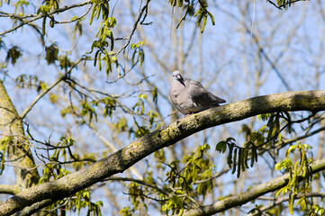 Pigeon on a branch in a tree with a clear blue sky