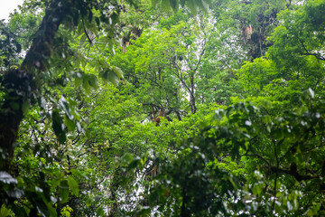 Geoffroy’s spider monkey (Ateles geoffroyi) in Arenal cloud forest, Costa Rica