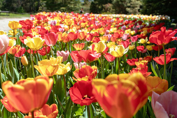 Tulip field with bright flowers assorted colors